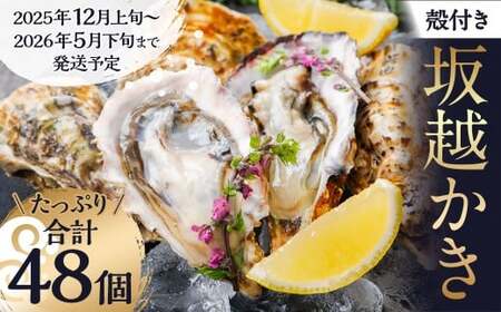 牡蠣 坂越かき 殻付き牡蠣 48個 カキ 牡蠣 かき 海の幸 魚介 貝 【2025年12月上旬-2026年5月下旬まで発送予定】