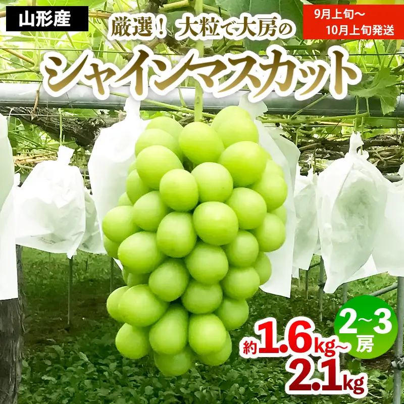 厳選！大粒で大房のシャインマスカット 秀品 2～3房入り（約1.6kg～2.1kg）[前半]【令和8年産先行予約】FS24-605 くだもの 果物 フルーツ 山形 山形県 山形市 2026年産