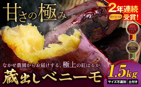 さつまいも 蔵出しベニーモ 約1.5kg さつまいも