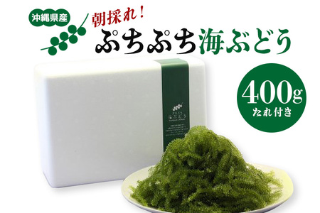 朝採れ! ぷちぷち 海ぶどう 400g 沖縄県産 海ブドウ たれ付き 無着色 沖縄 特産品 沖縄グルメ 海の宝石 海藻 海ぶどう丼 サラダ おつまみ おかず 沖縄料理 常温保存 贈答用 ギフト 産地直送 沖縄県 糸満市