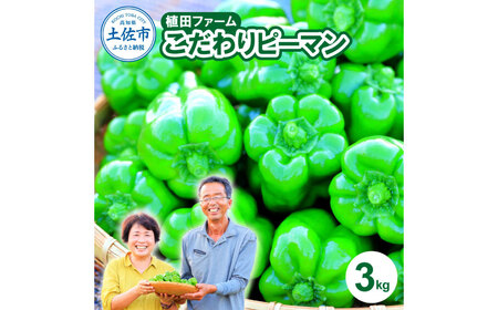 高知県産 植田ファームのこだわりピーマン 3kg ピーマン 甘い 新鮮野菜 サラダ 野菜 おかず 詰め合わせ 絶品 お取り寄せ 美味しい 料理 おうちごはん 新鮮【株式会社　植田ファーム】 [BQAT003]