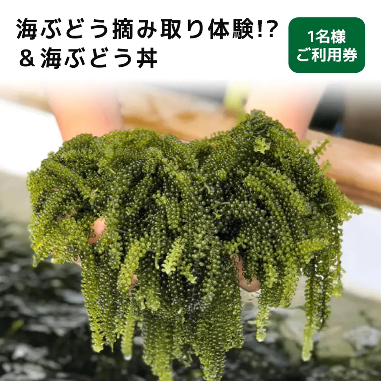 海ぶどう 摘み取り 体験 !?& 海ぶどう丼 1名様 ご利用券 体験チケット 沖縄旅行 チケット クーポン 予約 アクティビティ 家族 家族旅行 海ぶどう狩り 沖縄 食材 自然体験 子供 子ども ご当地グルメ 食事券 食事チケット 施設利用券 沖縄観光 沖縄県 糸満市