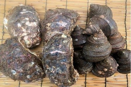 ★期間限定★周防大島バーベキューセット！天然殻付き岩ガキ6個+べっぴんさざえ1kg≪天然活≫【先行受付開始！2026年5月15日以降のお届け】