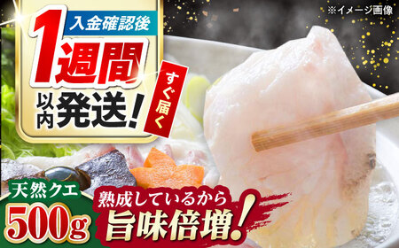 【1週間以内発送】対馬産 幻の高級魚 クエ 500g 冷凍配送 くえ アラ 切身 [WAA004] スピード発送 最速発送 最短発送