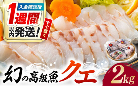 【1週間以内発送】対馬産 幻の高級魚 クエ 2kg [WAA003] くえ  スピード発送 最速発送 最短発送