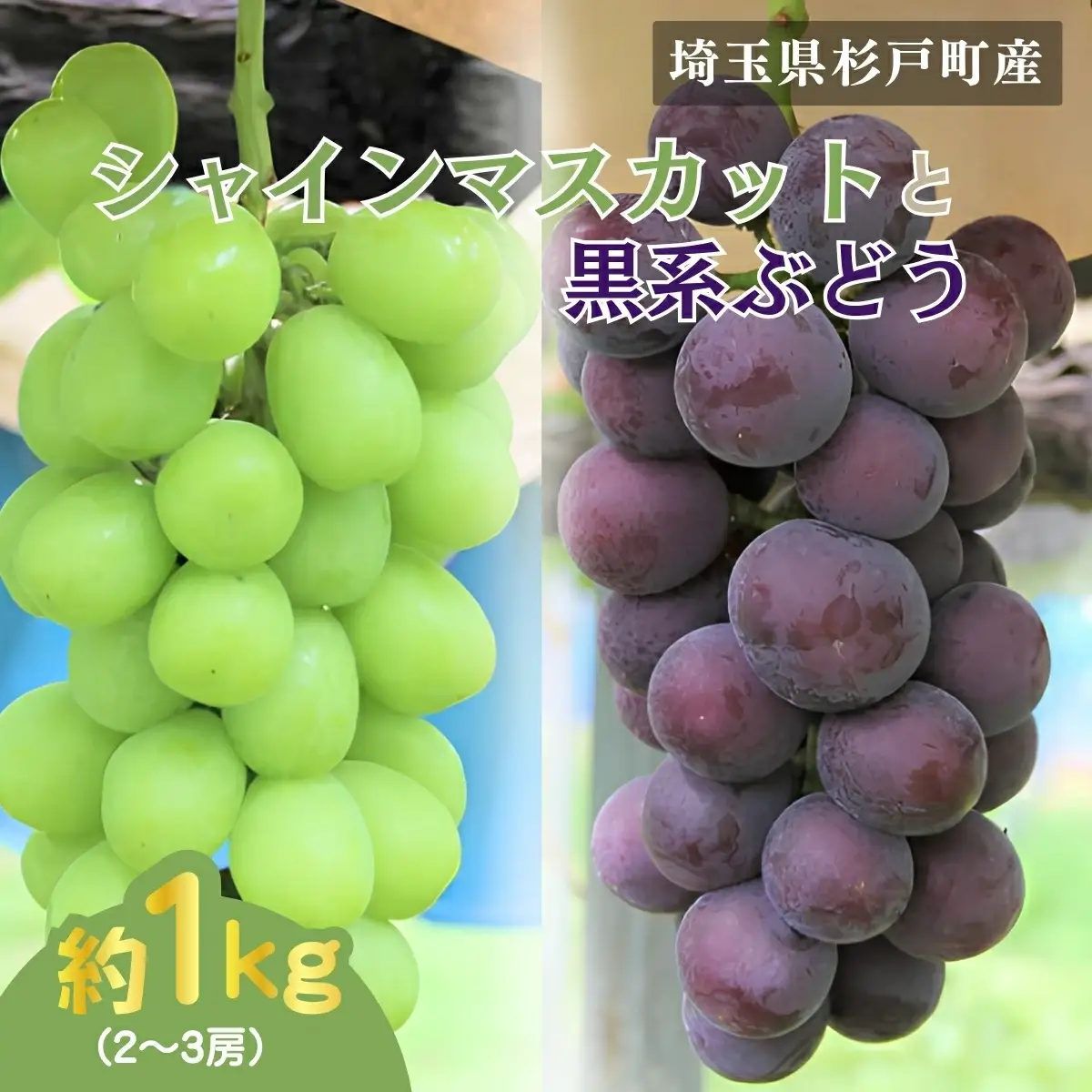 シャインマスカット 黒系ぶどうセット 1kg | シャインマスカット