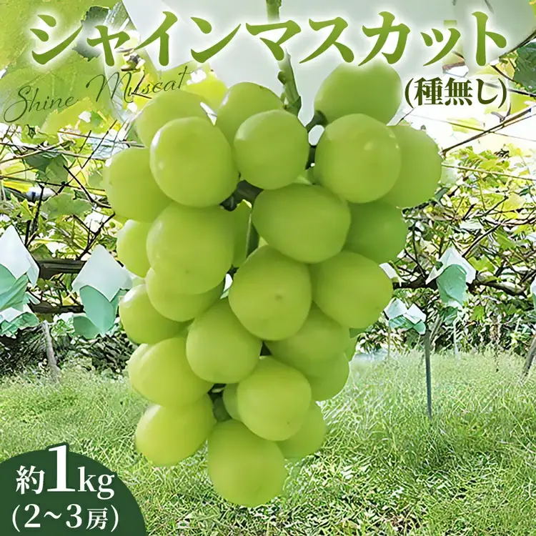 シャインマスカット 1kg | シャインマスカット