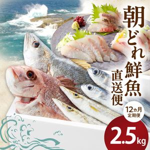 【12ヶ月定期便】大和海商の朝どれ鮮魚直送便　 2.5㎏ N072-YG0257