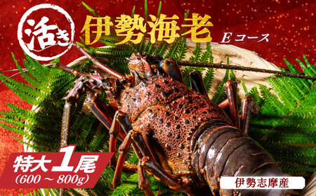 刺し身 伊勢海老 1尾 約600〜800g 刺し身