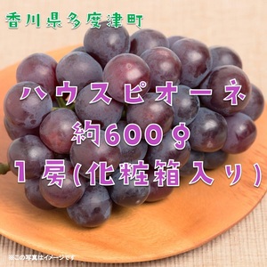 ハウスピオーネ　１房　化粧箱【令和8年7月下旬頃発送!予約受付中!】【A-51】