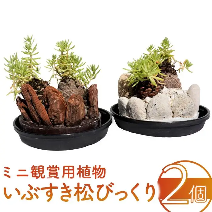 ミニ観賞用植物 いぶすき松びっくり2個 ほーぷ IB089-001 観葉植物 観葉植物