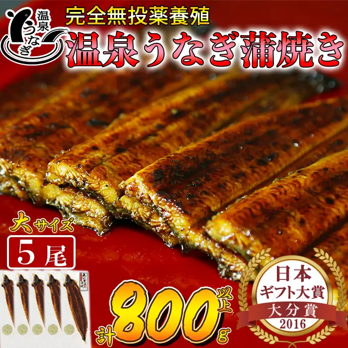 温泉うなぎ 蒲焼 5尾（160gサイズ）【大分水産】 国産 完全無投薬 うなぎ 九州 大分県 うな丼 うな重 冷凍 鰻 ギフト 受賞 土用の丑の日 スタミナ 夏バテ ＜104-013＞