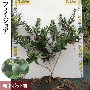 大苗 フェイジョア(品種おまかせ) 苗木 ＜すだ農園＞