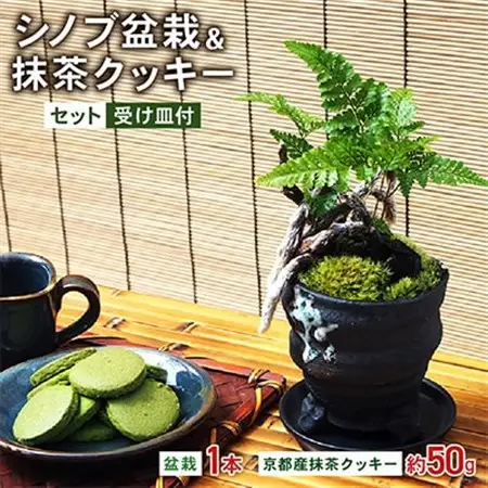 シノブ盆栽＆抹茶クッキーセット_菓子・スイーツ クッキー    花・観葉植物 盆栽  _【配送不可地域：北海道・東北】【1047274】