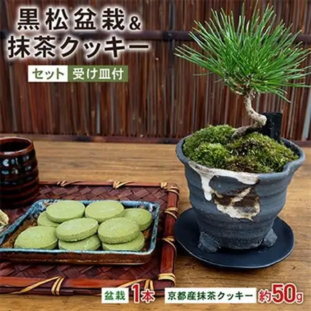 黒松盆栽＆抹茶クッキーセット_菓子・スイーツ クッキー    花・観葉植物 盆栽  _【1047275】