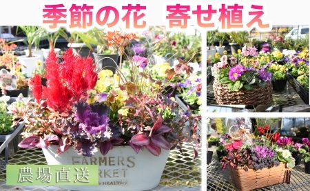 【農場直送！】季節の花　寄せ植え