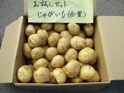 有機JASじゃがいも(5kg/訳あり/S~Lサイズ)先行予約 | 豊後高田市 じゃがいも