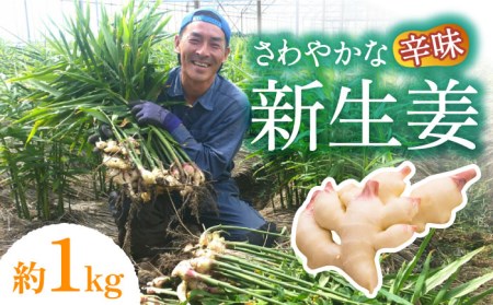 【2026年8月?発送】 新生姜 約1kg / ショウガ しょうが 生姜 / 南島原市 / ふくはちファーム/福島農園 [SBS015]