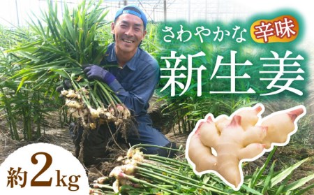 【2026年8月〜発送】 新生姜 約2kg / ショウガ しょうが 生姜 / 南島原市 / ふくはちファーム [SBS016]