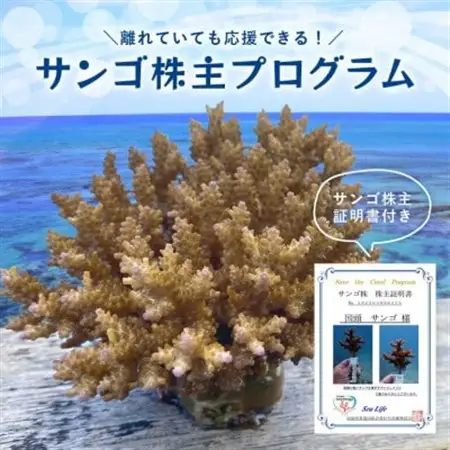 離れていても応援できる!国頭村の「サンゴ株主」プログラム1株【1579236】