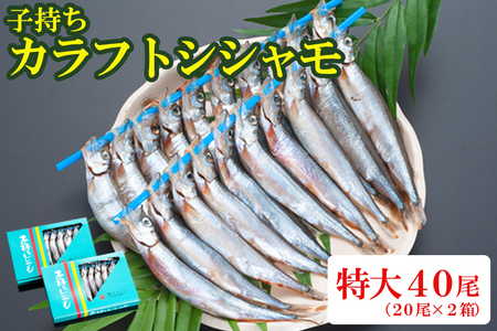 ししゃも 子持ち カラフトシシャモ 特大 40尾（20尾×2箱） 子持ちシシャモ カラフトししゃも 大洗_AV001