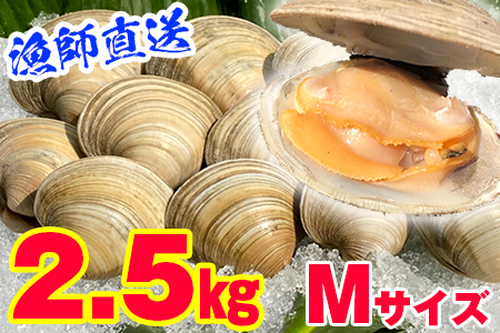 漁師直送！活ホンビノス貝2.5kg（Mサイズ）
