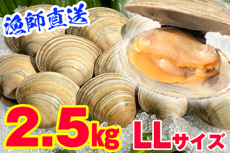 漁師直送！活ホンビノス貝2.5kg（LLサイズ）