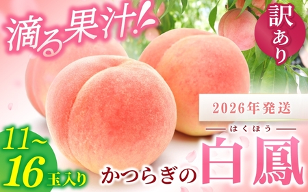 桃 白桃 ☆2026年先行予約☆ 【訳あり・ご家庭用】 白鳳 桃 「11～16玉入り」【2026年6月下旬から7月中旬ごろ発送】/ 和歌山 かつらぎ町 ご家庭用 和歌山県産 桃 モモ 白鳳 フルーツ 果物 くだもの 人気 産地直送 厳選 甘い 予約【2025年6月下旬から7月中旬ごろ発送】【S96002-mtgn046B】