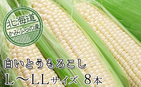 【令和8年産】朝採り【白いとうもろこし】L-LL 8本セット≪北海道上富良野町産≫ 野菜 トウモロコシ 