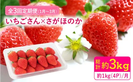 【先行予約】【全3回定期便・1月発送開始】さがほのか・いちごさん 計12P（4P×3回） |イチゴ いちご 苺 フルーツ 果物 佐賀県産 佐賀産 旬| 吉野ヶ里町/リエンサーク [FCC005]