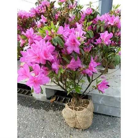 ヒラドツツジ植栽など(造園業者による施工)【1210612】