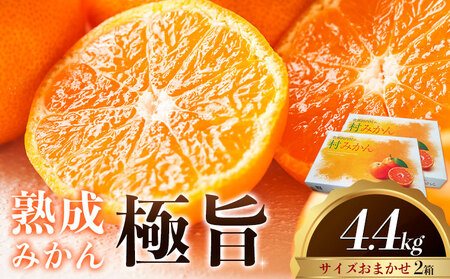 みかん 熟成みかん 極旨 2箱 4.4kg