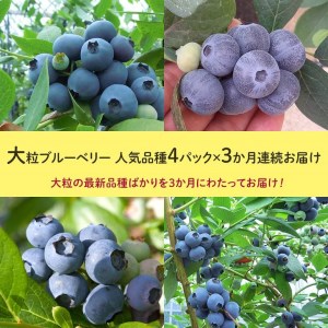 定期便 大粒生ブルーベリー 3ヶ月 人気の返礼品 大粒 400g (100g×4) ×3回 完熟 採れたて 旬のフルーツ 国産 愛知県 美浜町 先行予約 ※2026年5月より発送