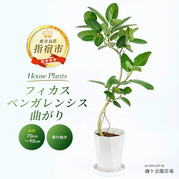 フィカス ベンガレンシス曲がり70cm～90cm 鎌ヶ迫園芸場 IB086-006  観葉植物 観葉植物