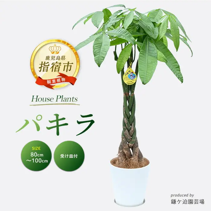 2026年3月上旬～発送【観葉植物】パキラ80cm～100cm(鎌ヶ迫園芸場/IB086-004) 南国鹿児島県で育った 観葉植物！植物 鉢付 インテリア 室内 オフィス おしゃれ プレゼント ギフト 開店祝い 移転祝い マイナスイオン 観葉植物 ※北海道・沖縄・離島配送不可