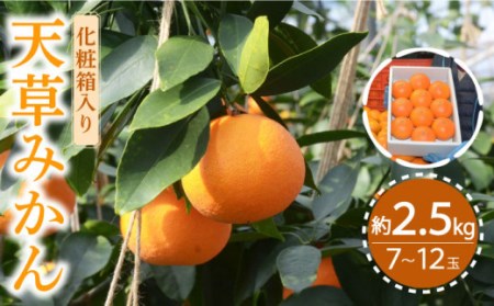 【2026年11月下旬-発送】天草みかん 約2.5kg [SAC001] みかん