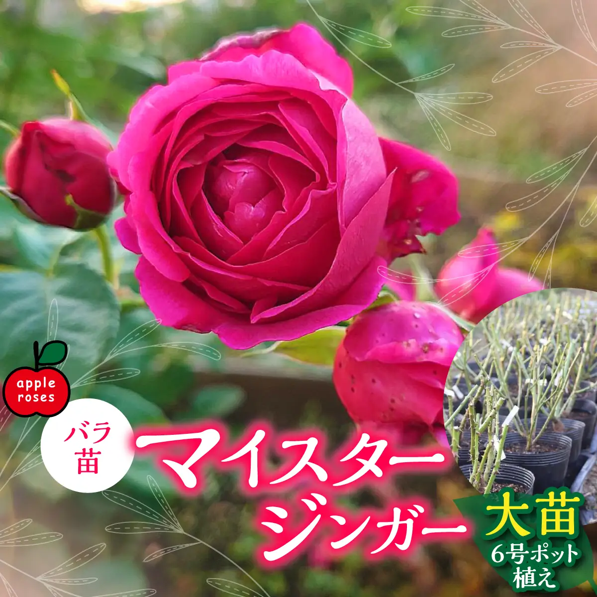 【Apple Roses】バラ苗『マイスタージンガー』大苗6号ポット植え 花 薔薇 ばら お花 HNNH001