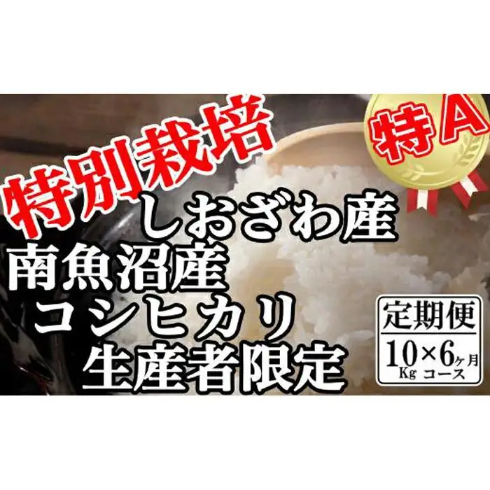 【令和7年産】【定期便：10Kg×6ヶ月】特別栽培 生産者限定  南魚沼しおざわ産コシヒカリ【定期便 銘柄米 ブランド米 精米 こしひかり コシヒカリ 魚沼産 新潟米 産地直送 お米 米 こめ コメ ご飯 御飯 ごはん】