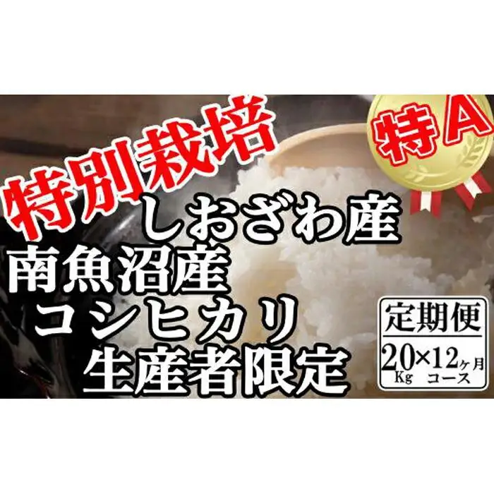 【令和7年産】【定期便：20Kg×12ヶ月】特別栽培 生産者限定 南魚沼しおざわ産コシヒカリ【定期便 銘柄米 ブランド米 精米 こしひかり コシヒカリ 魚沼産 新潟米 産地直送 お米 米 こめ コメ ご飯 御飯 ごはん】