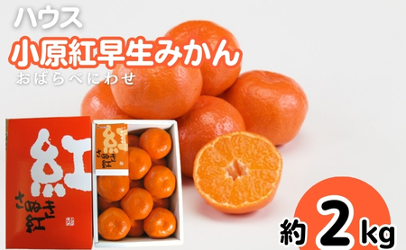 ハウス 小原紅早生 みかん 約2kg化粧箱 果物類 柑橘類 フルーツ 
