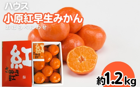ハウス 小原紅早生 みかん 約1.2kg化粧箱 果物類 柑橘類 フルーツ 
