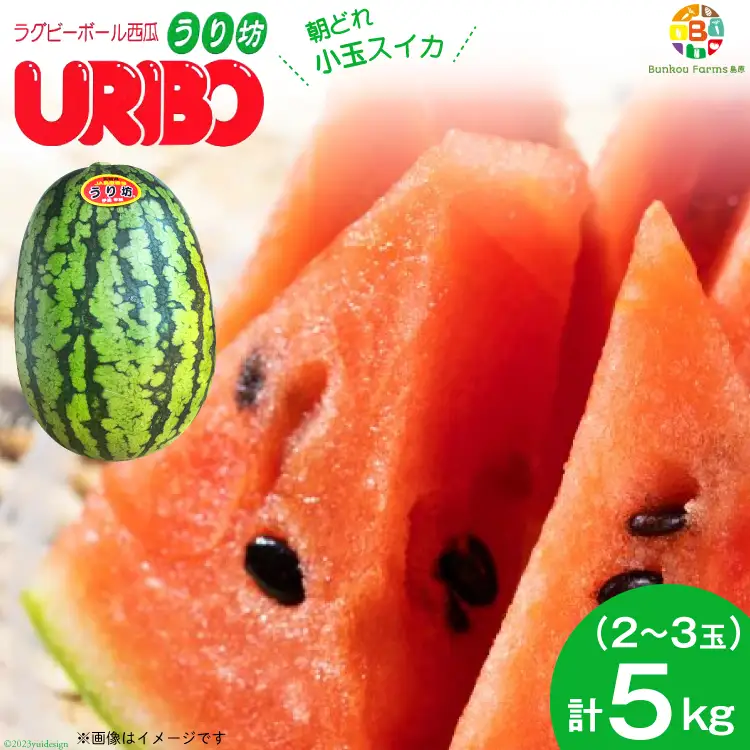 BE276 【令和8年度出荷分】小玉スイカ「うり坊」5kg（1.7kg以上×2～3玉） ～名水百選の里 島原産～