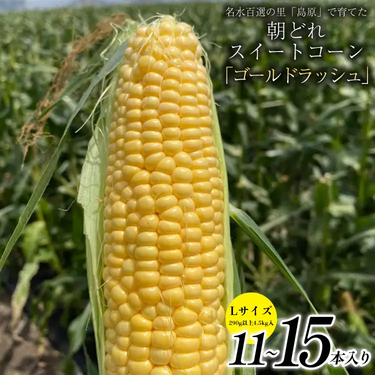 BE279【令和8年度出荷分】5月下旬から出荷！ 朝どれ スイートコーン L×11～15本セット (4.5kg入) ～名水百選の里 島原産～