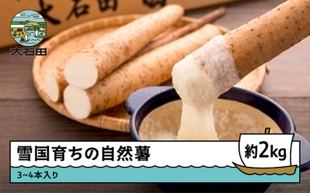 雪国育ちの自然薯 約2kg(3~4本入り) 野菜 グルメ 取り寄せ ご当地 特産 産地 直送人気 オススメ 家計応援 消費応援 物価高応援 支援 oz-zixxx2