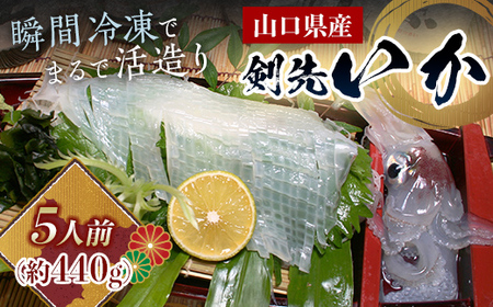 瞬冷まるで活造り！天然 剣先イカ 5人前程度 いか イカ 烏賊 活造り 刺身 おつまみ おかず 肴 魚介類 魚介 海鮮 海の幸 海産物 食品 F6L-044