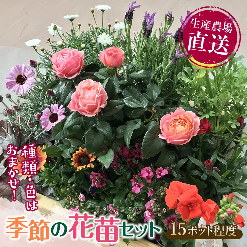 生産農場直送！季節の花苗セット 10～15ポット F6L-415