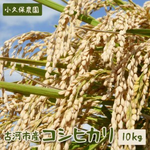 【令和7年産】古河市産 コシヒカリ10kg【小久保農園】｜  米 _AS02