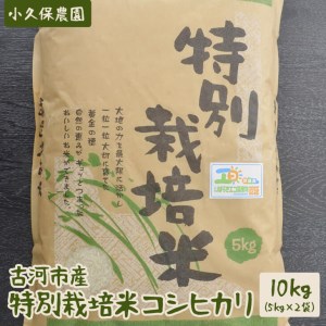 【令和7年産】古河市産 特別栽培米コシヒカリ10kg【小久保農園】｜  米 _AS04