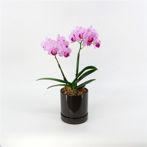 三木市で育てた大和ハウスのミニ胡蝶蘭 COCOLAN ベーシック（2本立ち） 【お花の色お任せ】