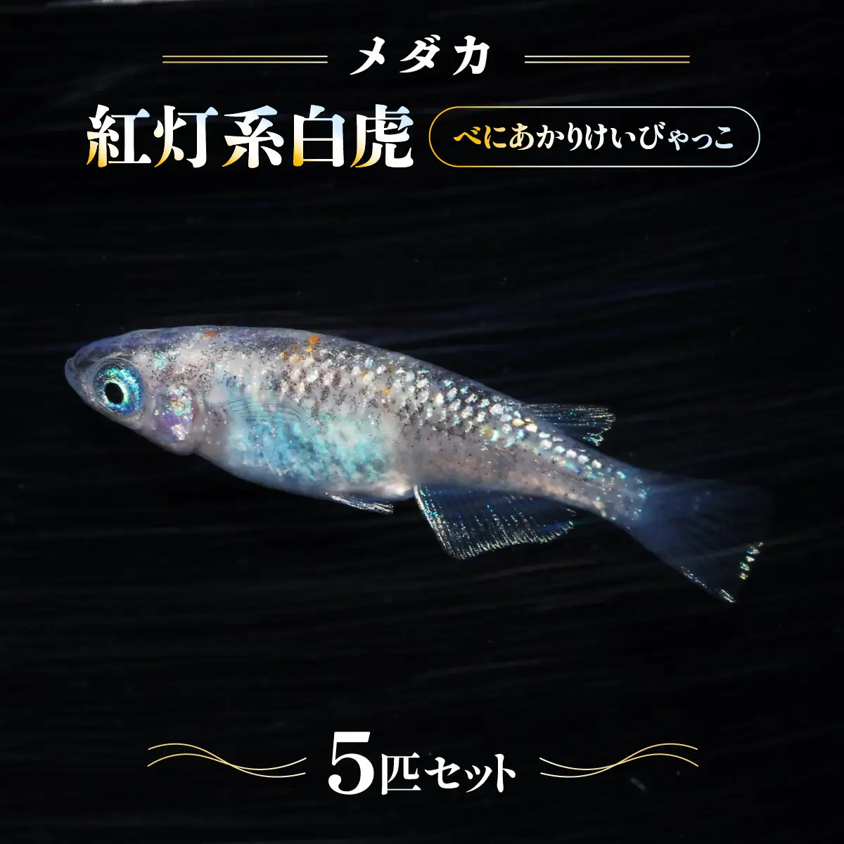 メダカ「紅灯系白虎(べにあかりけいびゃっこ)」5匹セット 生き物生き物 HNNAD001